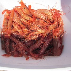 Media 'Spot prawns and coonstripe shrimp caught near Shawl Bay, BC, Canada' in album 'In Queen Charlotte Strait'