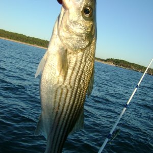 Striper1 - Caught just off concrete boats, Kiptopeke State Park.  First striper I have ever landed.  Got one to boat about 5 min before, but my knot gave way.