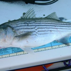 Striper2 - 18" and some change, threw him back even though legal.