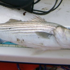 Striper3 - 20.5" and he ended up on my dinner plate.