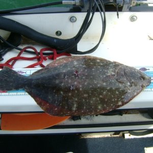 Nice Flounder