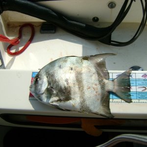 Spadefish, speared while diving