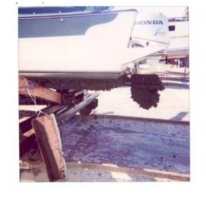 Media 'Nice Barnacles.JPG' in album 'DSCN0047.JPG'