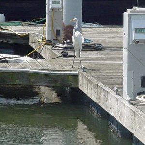Media 'Gas has really gone to the birds here. Now, which way did that  duck go?' in album 'Hampton Roads & Baltimore Pilots Assoc. boats'