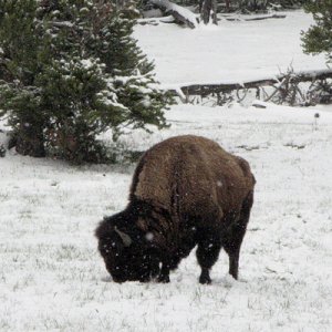 Bison in the snow