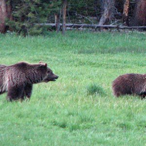 Bears in the woods