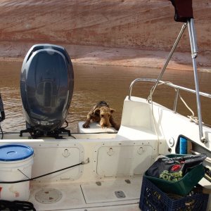 Briggs\'y trying to get back on the boat by himself