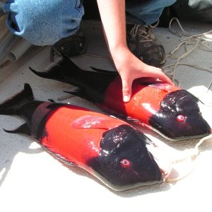 Media '2 nice sheepheads (male) caught off Santa Barbara Island.' in album '2 nice sheepheads (male) caught off Santa Barbara Island.'