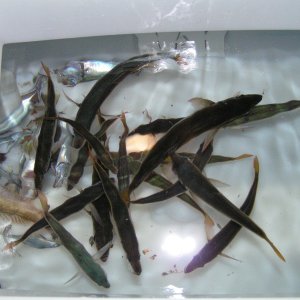 Media '(Dora~Jean) Miles caught his own bait right there in the harbor at the Isthmus, Catalina.  Sardines - some 8+ inches long!' in album '2 nice sheepheads (male) caught off Santa Barbara Island.'