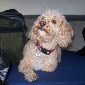 Media 'Cooper taking it easy' in album 'Cooper taking it easy'