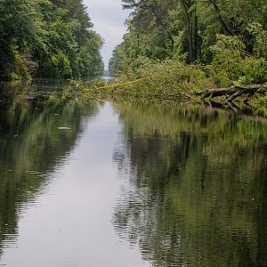 Tree almost blocking Dismal Swamp canal.