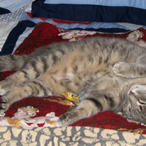 Molly getting in a nap
