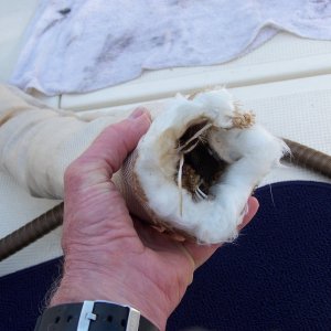 Media '(Bob Cat) great insulation, wrong result' in album '(Cygnet) DiveCat in background,  Cygnet replacement on left'