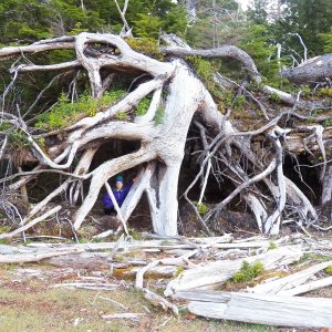 An early morning beach walk and some blow down trees that had managed to continue to live and create a strange tangle.