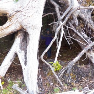 It had created a natural shelter.