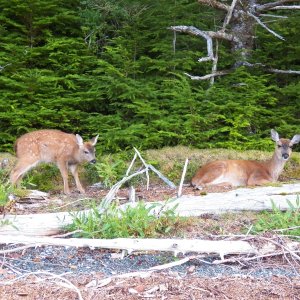 We didn't notice the deer sleeping in the driftwood until walking back to camp.