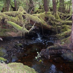 The forest behind the campsites was the most interesting to me.