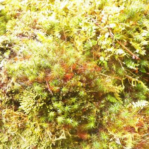 More moss.