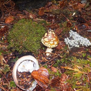 The woods were also full of abalone shells, brought there by river otters.