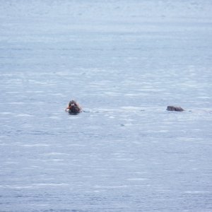 After every dive, they would return to the surface chewing on something.