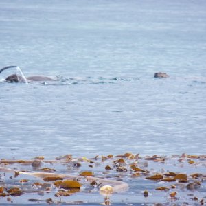 Media 'I had to keep taking pictures until I got one of their tails spraying water when they dove.  Very entertaining.' in album 'The boat launch at Moresby Camp in Cumshewa Inlet.'