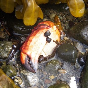 Tide pool art.