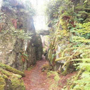 The trail to SGang Gwaay Llnagaay (Ninstints) on Anthony Island.