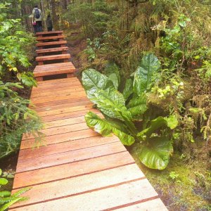 A new section of boardwalk.