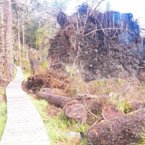 The effects of the December, 2018 wind storm were everywhere.