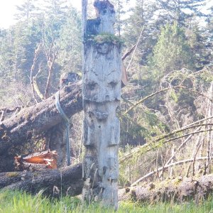 Media 'A mortuary pole that just missed being struck by the many trees that fell last year.' in album 'The boat launch at Moresby Camp in Cumshewa Inlet.'