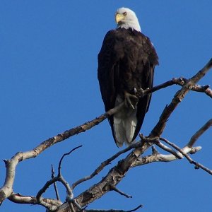 A Proud Bird!
