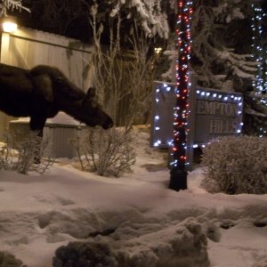 Our neighborhood moose