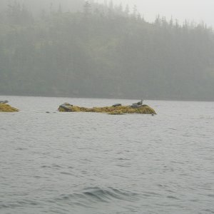 Media 'Seals North Culross Passage' in album 'Seals North Culross Passage'