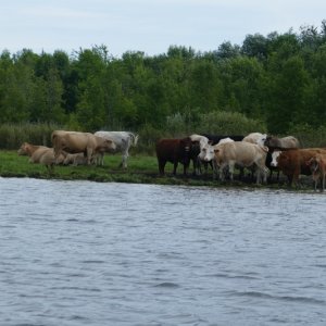 Canadian cows on the Rideau canal, much like on the southern St John river, except they go "Mooooo...Eh?"
