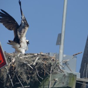 OSPRY NEST ON FL ICW