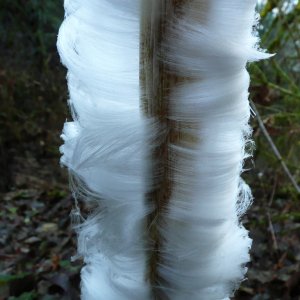 ice-flower3