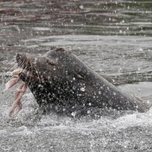 Media 'Hungry Sea Lion Neah Bay, Wa' in album 'Cape Flattery Tufted Puffin'