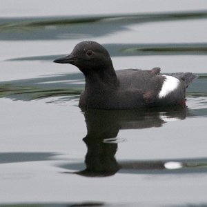 Media 'Pigeon Guillemot' in album 'Cape Flattery Tufted Puffin'