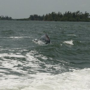 Dolphins