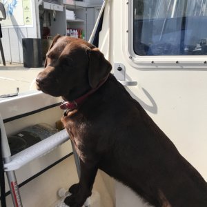 Media 'Molly Brown the boat dog!' in album 'Molly Brown the boat dog!'