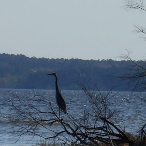GREY HERON