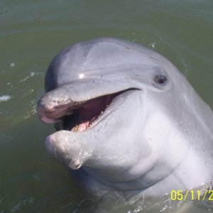 Dolphin Love C- Dory\'s!  Behind Wassau Island, he just zoomed up and smiled at me/