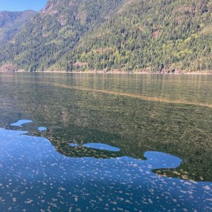 Phytoplankton bloom on Jervis Inlet