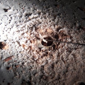 This is a barbed needle that allows you to take biological samples by poking the victim.  The wood is good, although the fact that it is discolored shows that moisture was present.