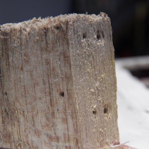 This is a piece that I coated with penetrating epoxy a week before.  Penetrating epoxy soaks in to rotten wood, but barely penetrates good wood.  This wood, although water saturated and stained, was good.  One problem with applying penetrating epoxy too soon is that it can hold moisture in.  The piece (showing the puncture wounds made by my moisture meter) was still at 26% when some of uncoated pieces that I had torn out were already down to 18%, so I have to be very patient and let this dry out.