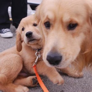 Dawson made a new friend (Oliver)  @ Shearwater