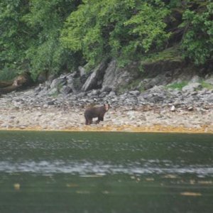 7-7-08      Brown Bear in Lizianski Inlet