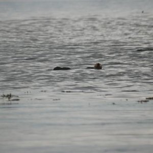 Sea Otters at Inian Pass