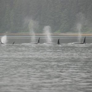 Orcas in Lizianski Inlet