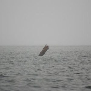 8-02-08     Log in the Fog